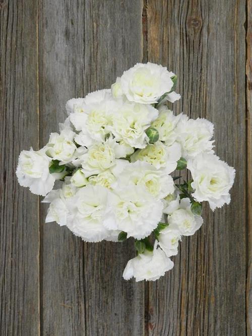 TARIFA WHITE MINI CARNATIONS